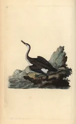 Stor nordlig lom eller dykare, Gavia immer. Handfärgad kopparplåt ritad och graverad av Edward Donovan från hans egen "Natural History of British Birds", London