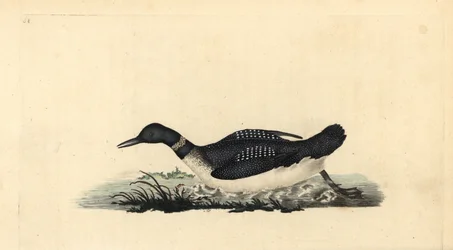Stor nordlig lom eller dykare, Gavia immer. Handfärgad kopparplåt ritad och graverad av Edward Donovan från hans egen "Natural History of British Birds", London