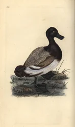 Större anka, Aythya marila. Handfärgad kopparplåt ritad och graverad av Edward Donovan från hans egen "Natural History of British Birds", London