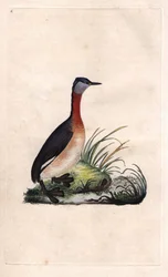 Falk är glad. Podiceps grisegena (Podiceps ruficollis). Kopparstick av Edward Donovan (1768-1837), publicerat i Histoire naturelle des oiseaux britanniques, London.