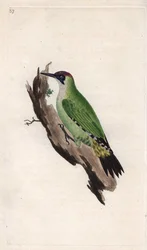 Gröngöling. Picus viridis. Kopparstick av Edward Donovan (1768-1837), publicerad i Natural History of British Birds, London