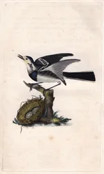 Grå vipstjärt. Motacilla alba. Kopparstick av Edward Donovan (1768-1837), publicerad i Natural History of British Birds, London