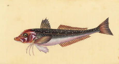 Grå gurnardus, Eutrigla gurnardus (Trigla gurnardus). Handfärgad kopparplåt ritad och graverad av Edward Donovan från hans Natural History of British Fishes, Donovan och F.C. och J. Rivington, London