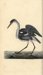 Gråhäger, Ardea cinerea. Handfärgad kopparplåt ritad och graverad av Edward Donovan från hans egen "Natural History of British Birds", London