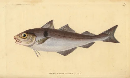 Kolja, Melanogrammus aeglefinus (Gadus aeglefinus). Sårbar. Handfärgad kopparplåt ritad och graverad av Edward Donovan från hans Natural History of British Fishes, Donovan och F.C. och J. Rivington, London