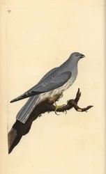 Hönshök, Circus cyaneus. Handfärgad kopparplåt ritad och graverad av Edward Donovan från hans egen "Natural History of British Birds", London