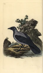 Huvkråka, Corvus cornix. Handfärgad kopparplåt ritad och graverad av Edward Donovan från hans egen "Natural History of British Birds", London