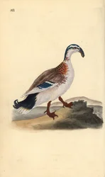 Kroknäbb gräsand, Anas platyrhynchos. Handfärgad kopparplåt ritad och graverad av Edward Donovan från hans egen "Natural History of British Birds", London