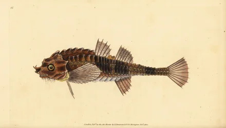 Kroknos, Agonus cataphractus (Pogge eller armerad tjurhuvud, Cottus cataphractus). Handkolorerat kopparstick tecknat och graverat av Edward Donovan från hans Natural History of British Fishes, Donovan and F.C. and J. Rivington, London.