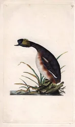 Hornseglare eller öronsnäcka. Podiceps auritus (Colymbus auritus). Kopparstick av Edward Donovan (1768-1837), publicerat i Histoire naturelle des oiseaux britanniques, London.