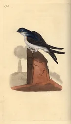 Husmartin, Delichon urbicum, uppflugen på toppen av en skorsten. Handfärgad kopparplåt ritad och graverad av Edward Donovan från hans egen "Natural History of British Birds", London