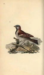 Hussparv, Pour domesticus. Handfärgad kopparplåt ritad och graverad av Edward Donovan från hans egen "Natural History of British Birds", London