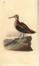 Jack snipe, Lymnocrypts minimus. Handfärgad kopparplåt ritad och graverad av Edward Donovan från hans egen "Natural History of British Birds", London