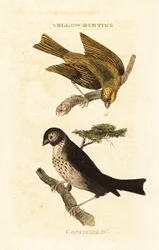 Japansk gul bunting, Emberiza sulphurata och majsspurv, Emberiza calandra