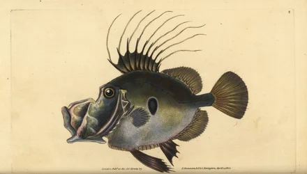 John Dory eller Doree, Zeus faber. Handfärgad kopparplåt ritad och graverad av Edward Donovan från hans Natural History of British Fishes, Donovan och F.C. och J. Rivington, London