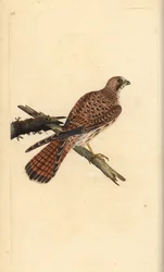 Tornfalk, Falco tinnunculus, hona. Handfärgad kopparplåt ritad och graverad av Edward Donovan från hans egen "Natural History of British Birds", London