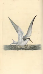 Lilla eller liten tärna, Sternula albifrons. Handfärgad kopparplåt ritad och graverad av Edward Donovan från hans egen "Natural History of British Birds", London