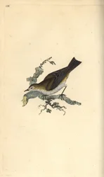 Mindre pettychaps, hippolay motacilla. Handfärgad kopparplåt ritad och graverad av Edward Donovan från hans egen "Natural History of British Birds", London