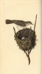 Lilla vitstrupen, Sylvia communis, med bo och ägg. Handfärgad kopparplåt ritad och graverad av Edward Donovan från hans egen "Natural History of British Birds", London