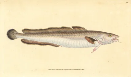 Långfisk, Molva molva (Gadus molva). Handfärgad kopparplåt ritad och graverad av Edward Donovan från hans Natural History of British Fishes, Donovan och F.C. och J. Rivington, London