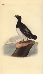 Lilla alk eller Dovekie (hona), Alla alle. Handfärgad kopparplåt ritad och graverad av Edward Donovan från hans egen "Natural History of British Birds", London