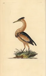 Lilla bittern, Ixobrychus minutus. Handfärgad kopparplåt ritad och graverad av Edward Donovan från hans egen "Natural History of British Birds", London