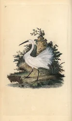 Lilla hägrar, Egreta garzetta. Handfärgad kopparplåt ritad och graverad av Edward Donovan från hans egen "Natural History of British Birds", London