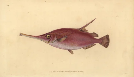 Långryggig snipefish, Macroramphosus scolopax (Snipe eller trumpetfisk, Centriscus scolopax). Handfärgad kopparplåt ritad och graverad av Edward Donovan från hans Natural History of British Fishes, Donovan och F.C. och J. Rivington, London