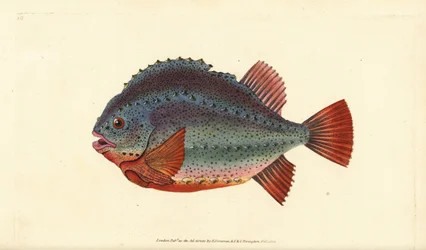 Knölsug eller klumpfisk, Cyclopterus lumpus. Handfärgad kopparplåt ritad och graverad av Edward Donovan från hans Natural History of British Fishes, Donovan och F.C. och J. Rivington, London