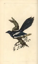 Elritsa, Pica pica. Handkolorerat kopparstick tecknat och graverat av Edward Donovan från hans egen "Natural History of British Birds", London.