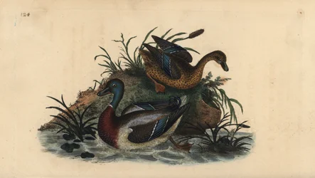 Gräsand, Anas platyrhynchos, han- och honpar. Handfärgad kopparplåt ritad och graverad av Edward Donovan från hans egen "Natural History of British Birds", London