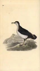 Manx skärvatten, Puffinus puffinus. Handfärgad kopparplåt ritad och graverad av Edward Donovan från hans egen "Natural History of British Birds", London