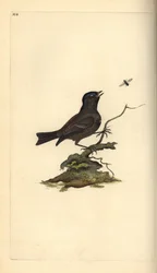 Marsh Tit, Poecile Palustris. Handfärgad kopparplåt ritad och graverad av Edward Donovan från hans egen "Natural History of British Birds", London