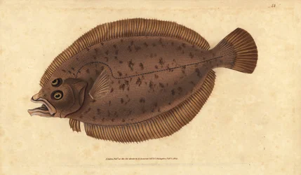 Megrim eller doft, Lepidorhombus whiffiagonis (Pleuronectes megastoma). Handfärgad kopparplåt ritad och graverad av Edward Donovan från hans Natural History of British Fishes, Donovan och F.C. och J. Rivington, London