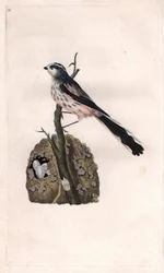 Stjärtmes. Aegithalos caudatus (Parus caudatus). Kopparstick av Edward Donovan (1768-1837), publicerat i De brittiska fåglarnas naturhistoria, London