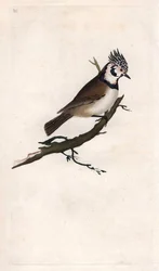Krönmes. Lopophanes cristatus cristatus (Parus cristatus). Kopparstick av Edward Donovan (1768-1837), publicerad i Natural History of British Birds, London
