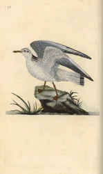 Mew eller vintermås, Larus canus. Handfärgad kopparplåt ritad och graverad av Edward Donovan från hans egen "Natural History of British Birds", London