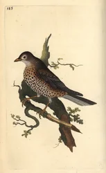 Misteltrast, Turdus viscivorus. Handfärgad kopparplåt ritad och graverad av Edward Donovan från hans egen "Natural History of British Birds", London
