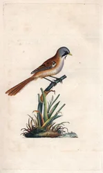 Mustaschpanering (passeriform). Panurus biarmicus (Parus biarmicus). Kopparstick av Edward Donovan (1768-1837), publicerad i Natural History of British Birds, London