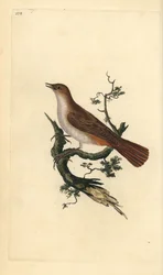 Näktergal, Luscinia megarhynchos. Handfärgad kopparplåt ritad och graverad av Edward Donovan från hans egen "Natural History of British Birds", London