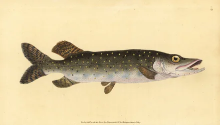 Pike i matu, Esox lucius. Pepa apamemea lanu lima na tusia ma vaneina e Edward Donovan mai lana Talafaasolopito Faanatura o British Fishes, Donovan ma F.C. ma J. Rivington, Londonswed