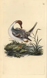 Northern pintail and, Anas acuta. Handfärgad kopparplåt ritad och graverad av Edward Donovan från hans egen "Natural History of British Birds" (1794-1819). Edward Donovan (1768-1837) var en anglo-irländsk amatörzoolog, författare, konstnär och gravör. Han 