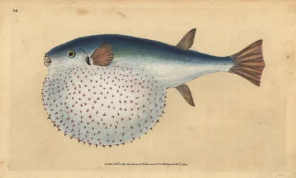 Oceanisk puffer, Lagocephalus lagocephalus (Stellartad klotfisk, Tetrodon stellatus). Handfärgad kopparplåt ritad och graverad av Edward Donovan från hans Natural History of British Fishes, Donovan och F.C. och J. Rivington, London