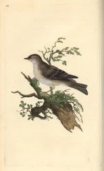 Orphean sångare, Sylvia hydrtensis eller större småsångare. Handfärgad kopparplåt ritad och graverad av Edward Donovan från hans egen "Natural History of British Birds", London