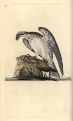 Fiskgjuse, Pandion haliaetus, stående på en fångad fisk. Handfärgad kopparplåt ritad och graverad av Edward Donovan från hans egen "Natural History of British Birds", London