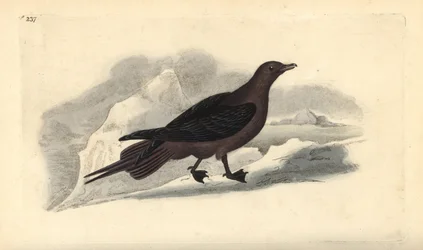Parasitisk Jaeger, Stercorarius parasiticus. Handfärgad kopparplåt ritad och graverad av Edward Donovan från hans egen "Natural History of British Birds", London