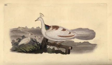 Påfågelfot, Pavo cristatus, hona med ungar. Handfärgad kopparplåt ritad och graverad av Edward Donovan från hans egen "Natural History of British Birds", London