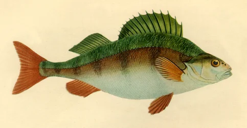 Abborre, 1804, 1946.