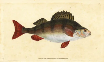 Abborre, Perca fluviatilis. Handfärgad kopparplåt ritad och graverad av Edward Donovan från hans Natural History of British Fishes, Donovan och F.C. och J. Rivington, London