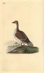 Pintail, Anas acuta, hona. Handfärgad kopparplåt ritad och graverad av Edward Donovan från hans egen "Natural History of British Birds", London